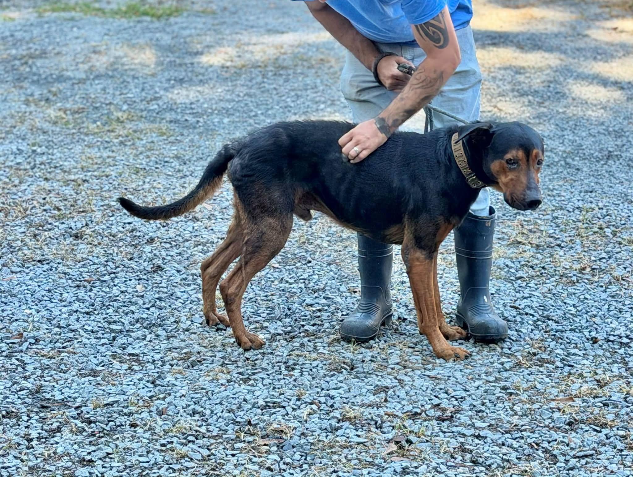 Enlarge Kujo, a Adoptable mixed breed in Elizabethtown, NC image 1/1