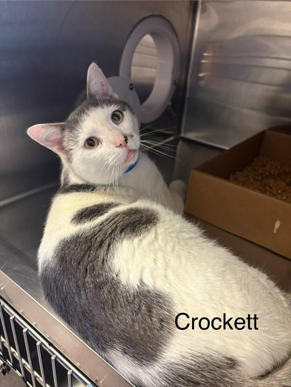 Enlarge Crocket, a Adoptable mixed breed in Knoxville, TN image 1/1