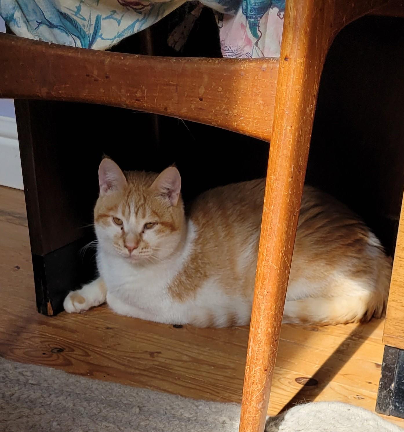 Enlarge Henry, an adopted Domestic Short Hair in Mississauga, ON image 2/3