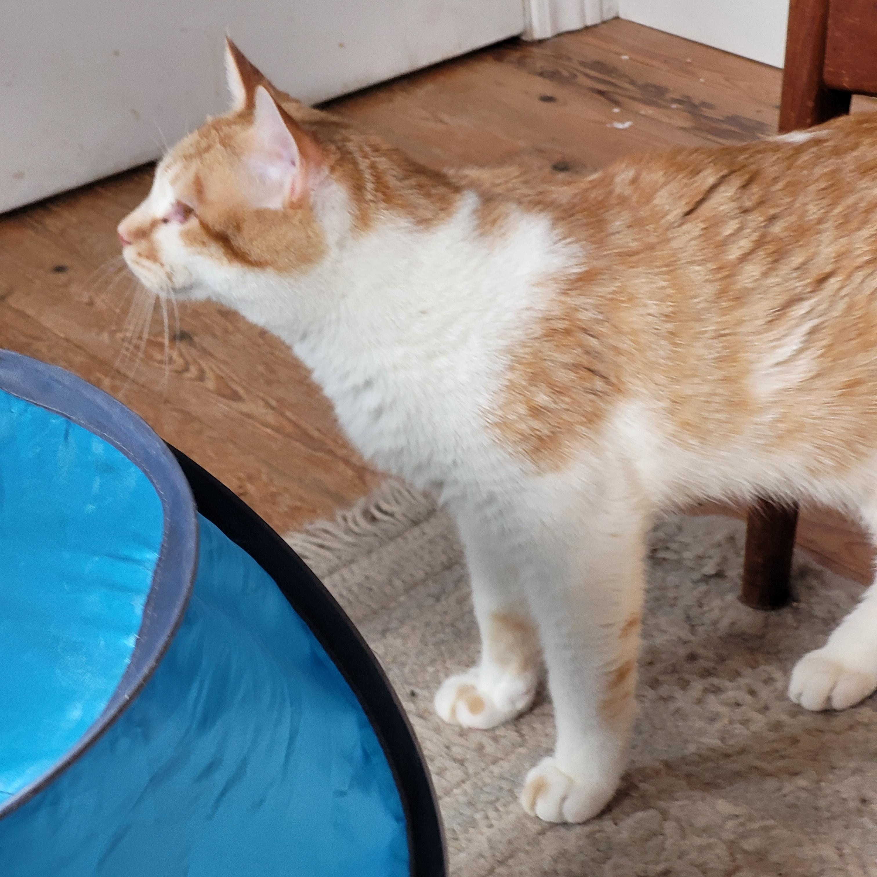 Enlarge Henry, an adopted Domestic Short Hair in Mississauga, ON image 3/3