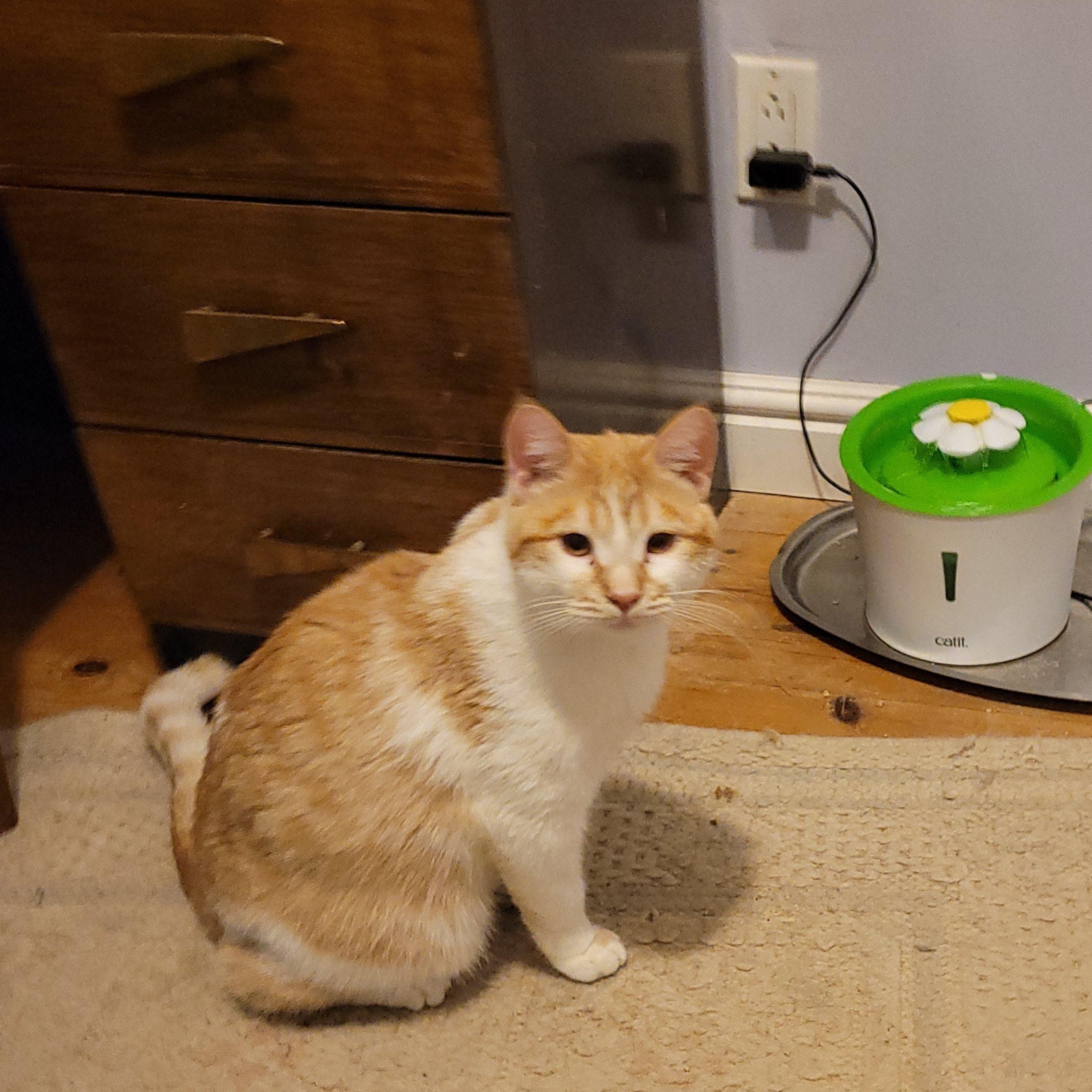 Henry, adopted, Young Male Domestic Short Hair.