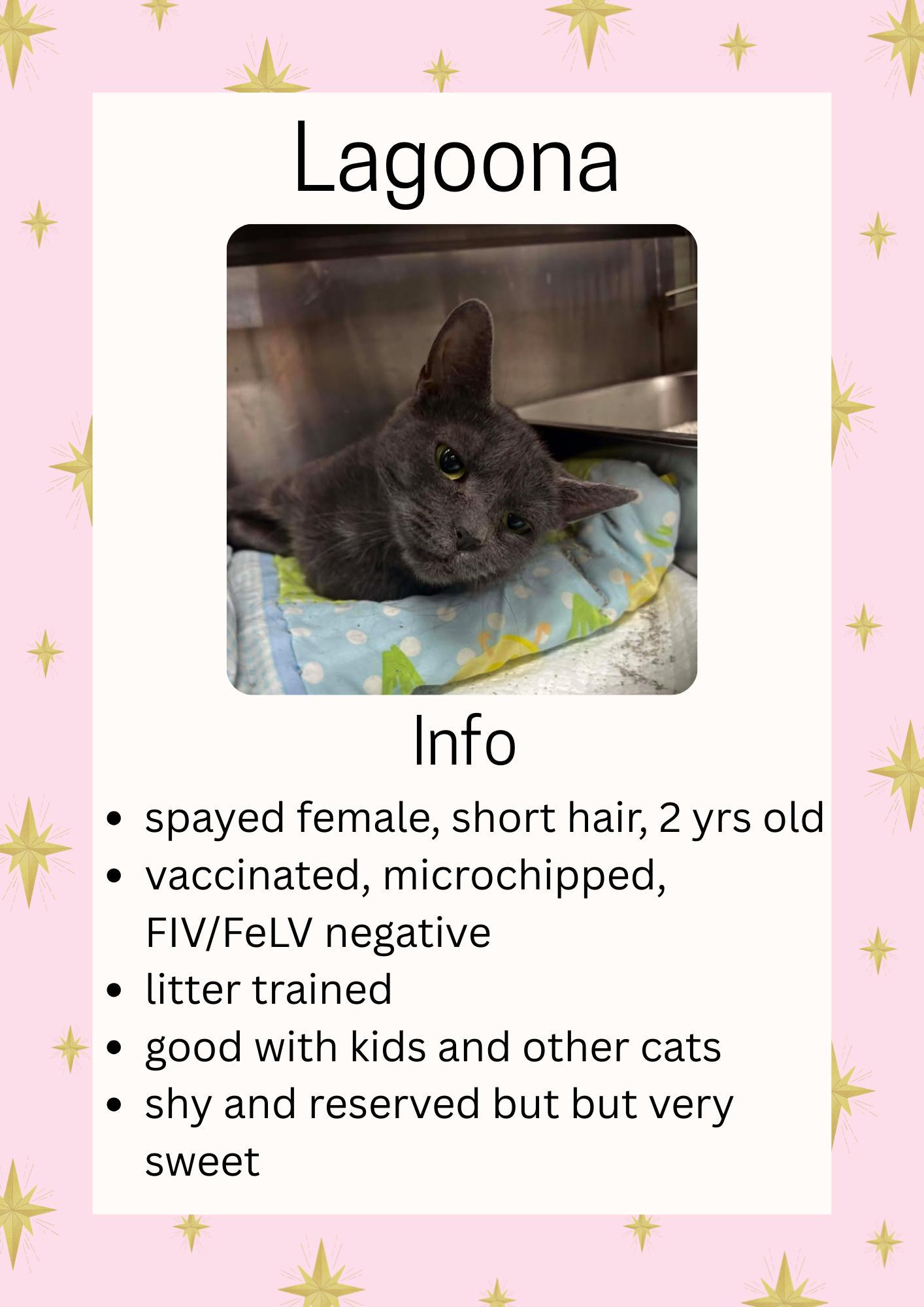 Enlarge Lagoona, a ADOPTABLE Domestic Short Hair in Greensburg, IN image 1/1