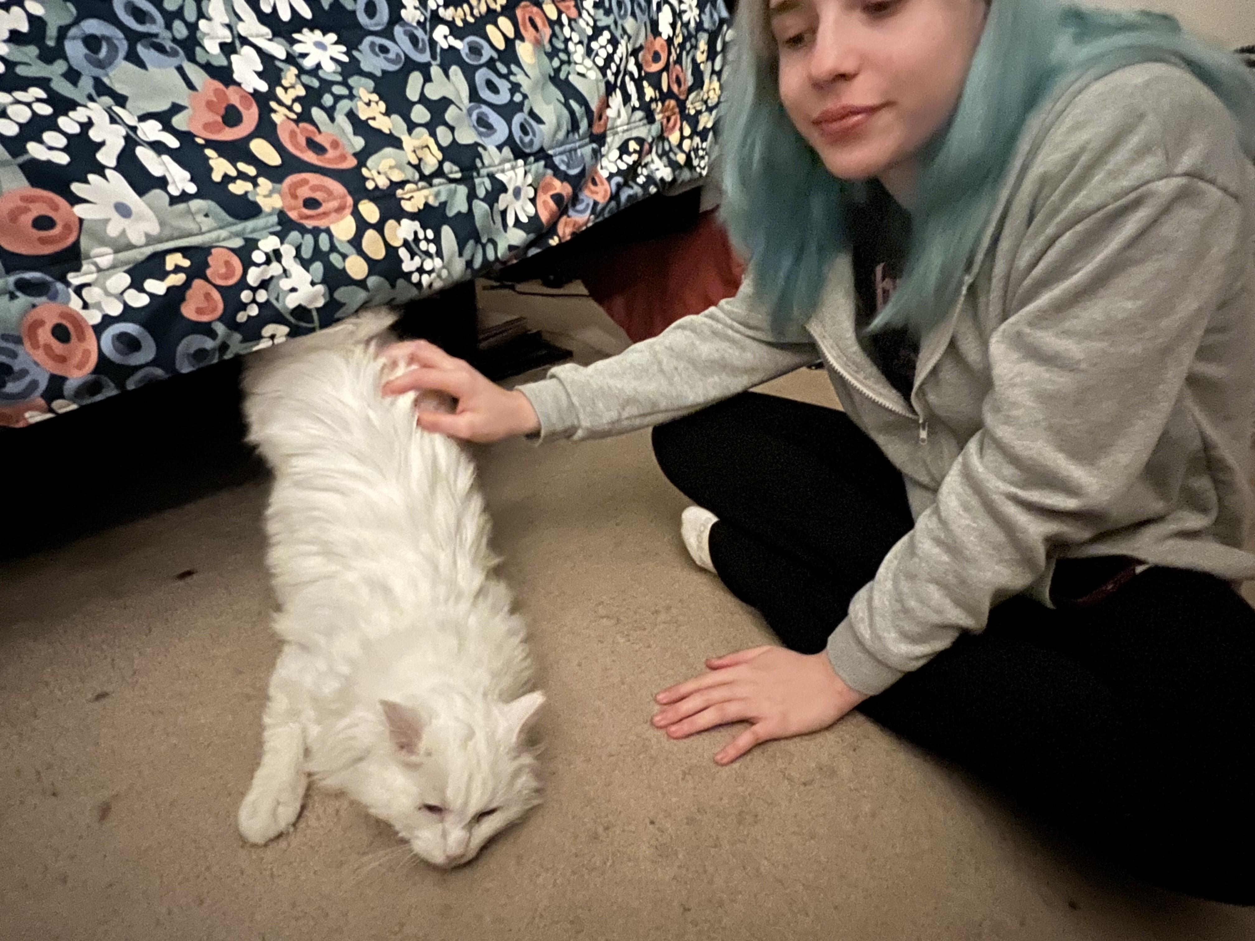 Enlarge Ghost-A Friendly, Loving Spirit, an adoption pending Turkish Van in Laurel, MD image 5/6