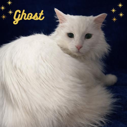 Enlarge Ghost-A Friendly, Loving Spirit, an adoption pending Turkish Van in Laurel, MD image 1/6