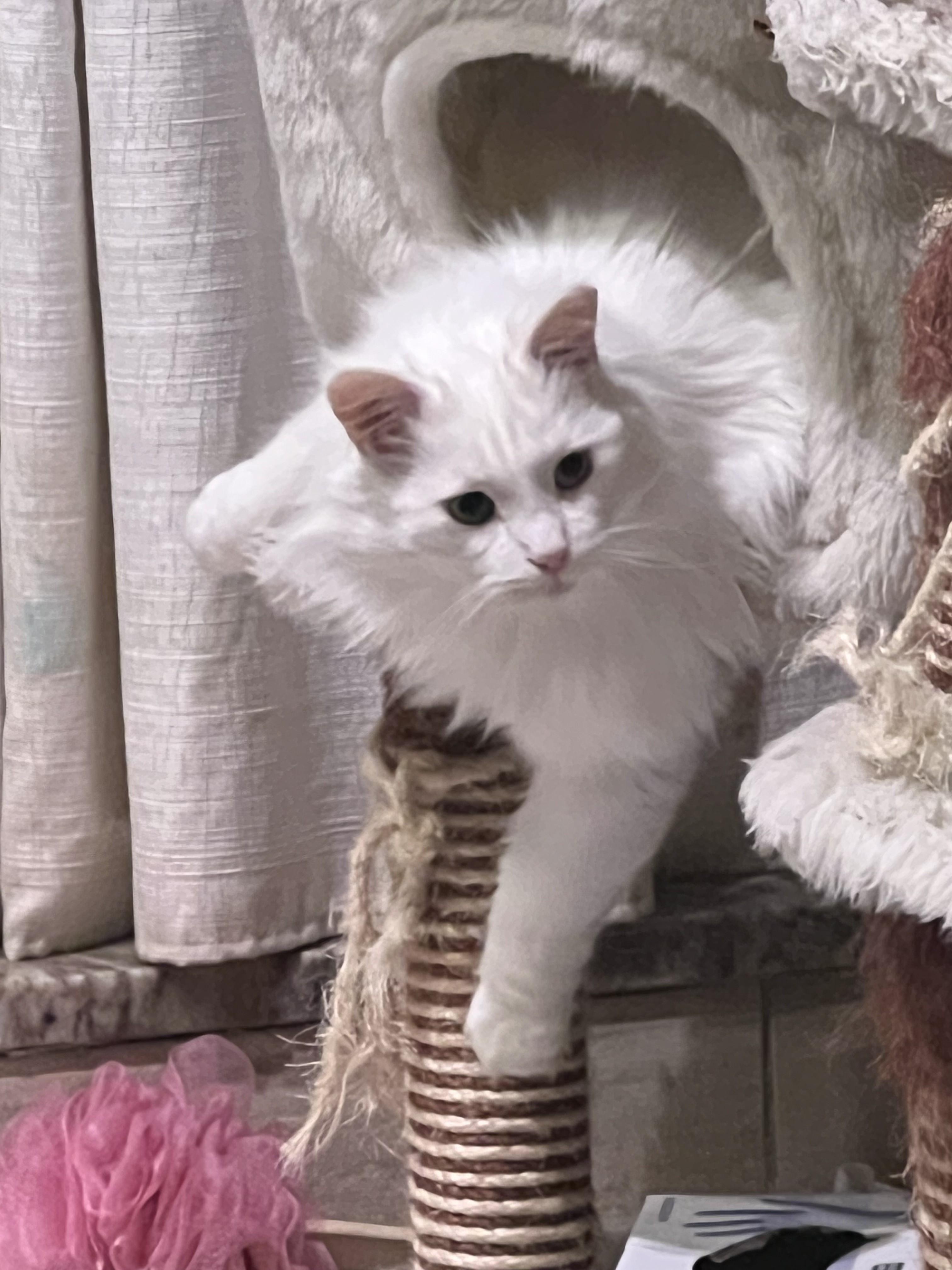 Enlarge Ghost-A Friendly, Loving Spirit, an adoption pending Turkish Van in Laurel, MD image 2/6