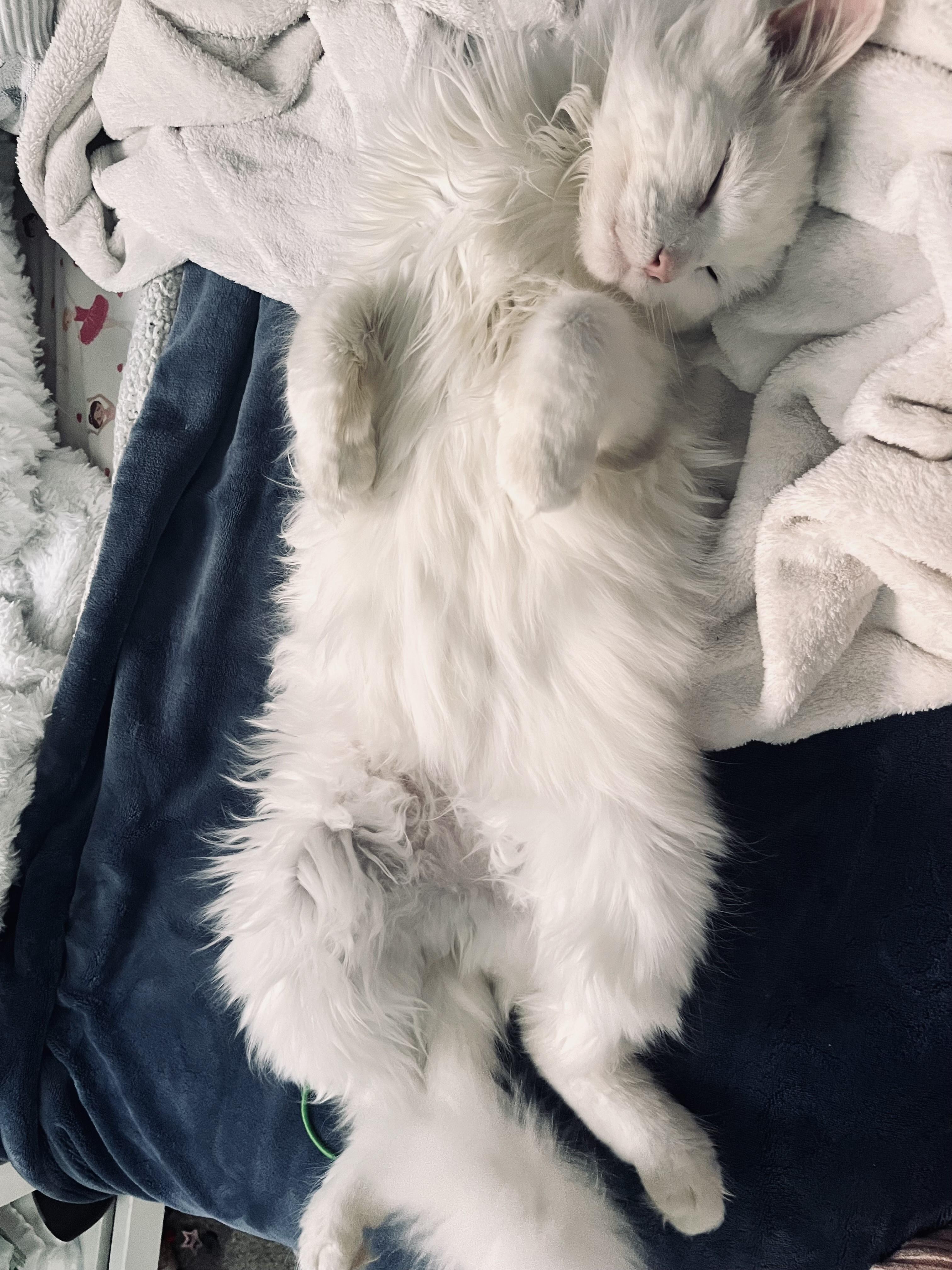 Enlarge Ghost-A Friendly, Loving Spirit, an adoption pending Turkish Van in Laurel, MD image 4/6