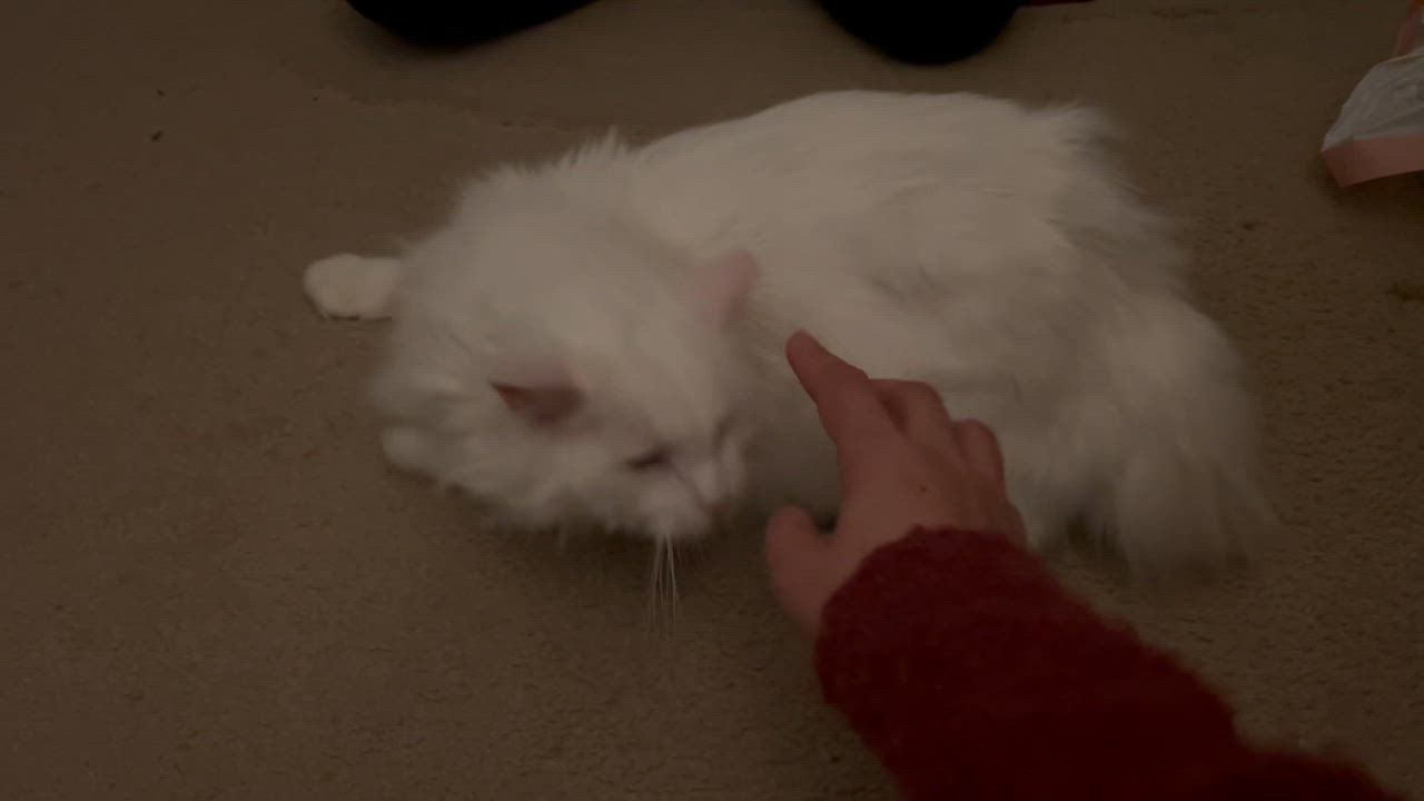 Enlarge Ghost-A Friendly, Loving Spirit, an adoption pending Turkish Van in Laurel, MD video 6/6