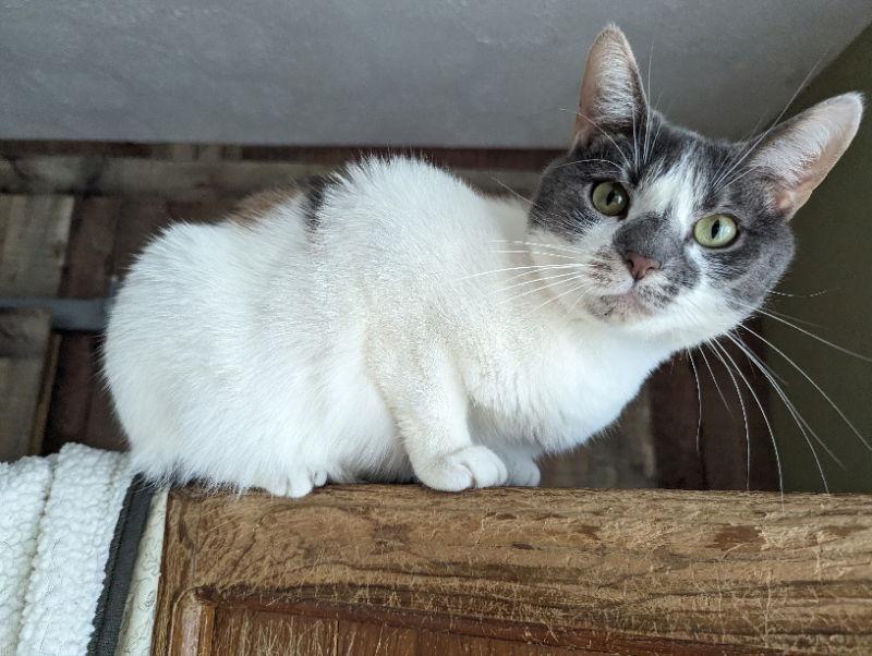 Enlarge Violet, a Adoptable Domestic Short Hair in Niles, MI image 2/3