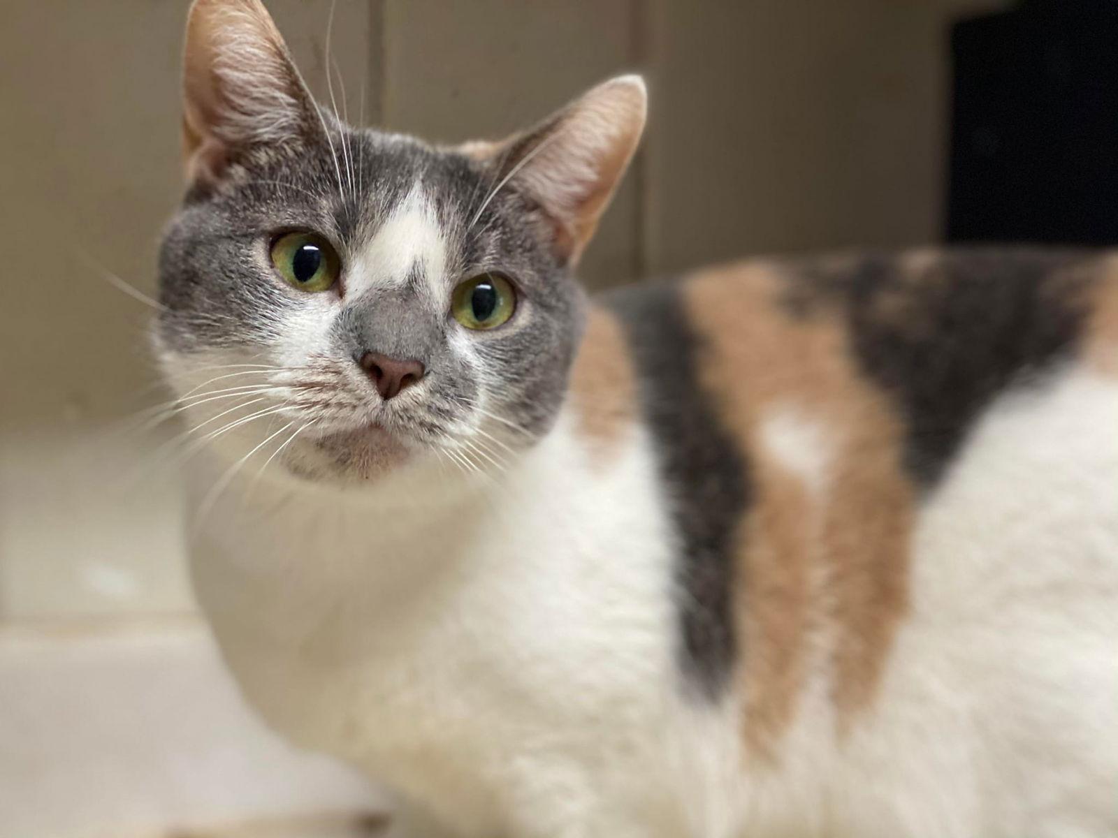 Enlarge Violet, a Adoptable Domestic Short Hair in Niles, MI image 3/3