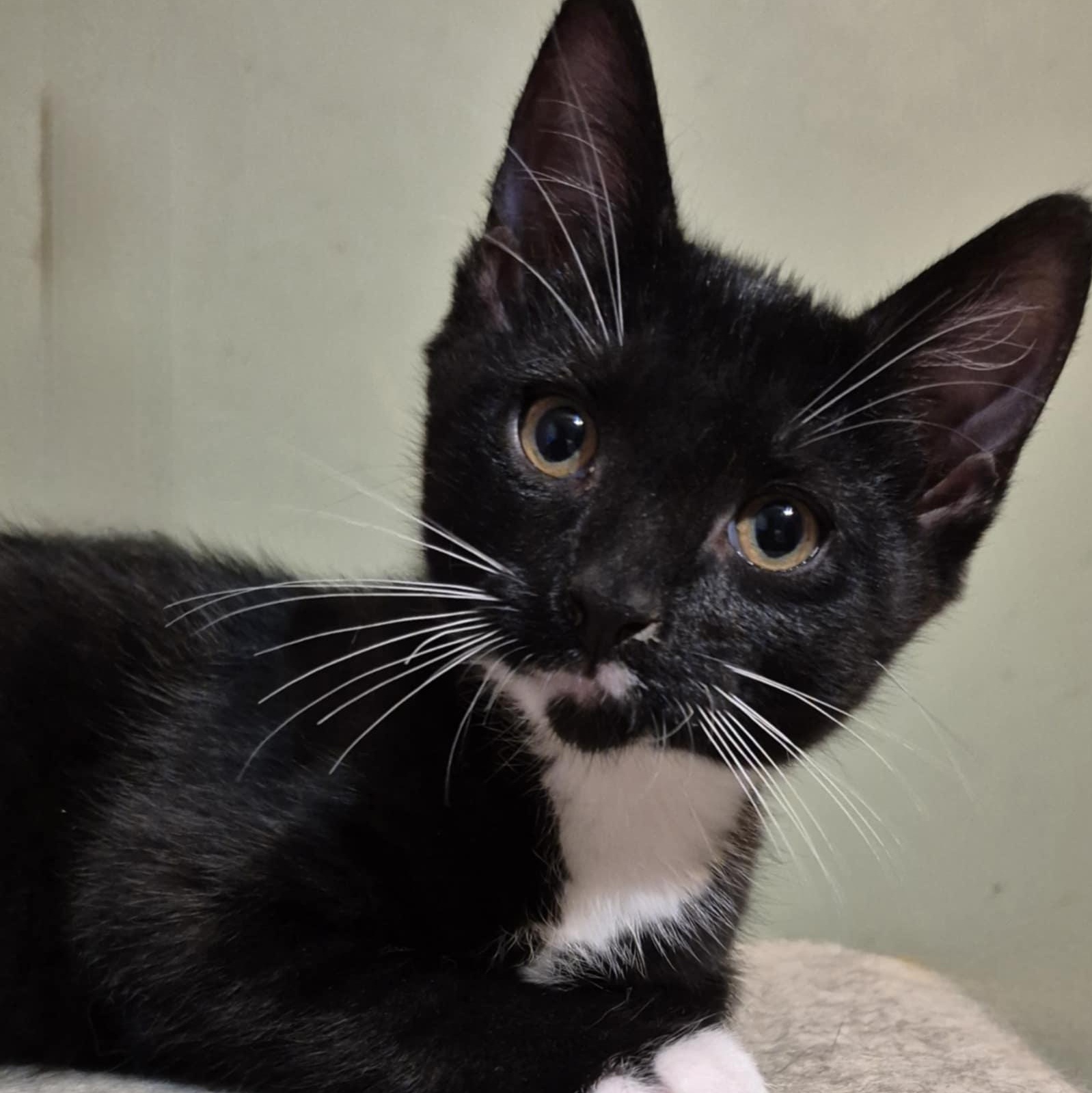Shaggy - The Playful Troublemaker!