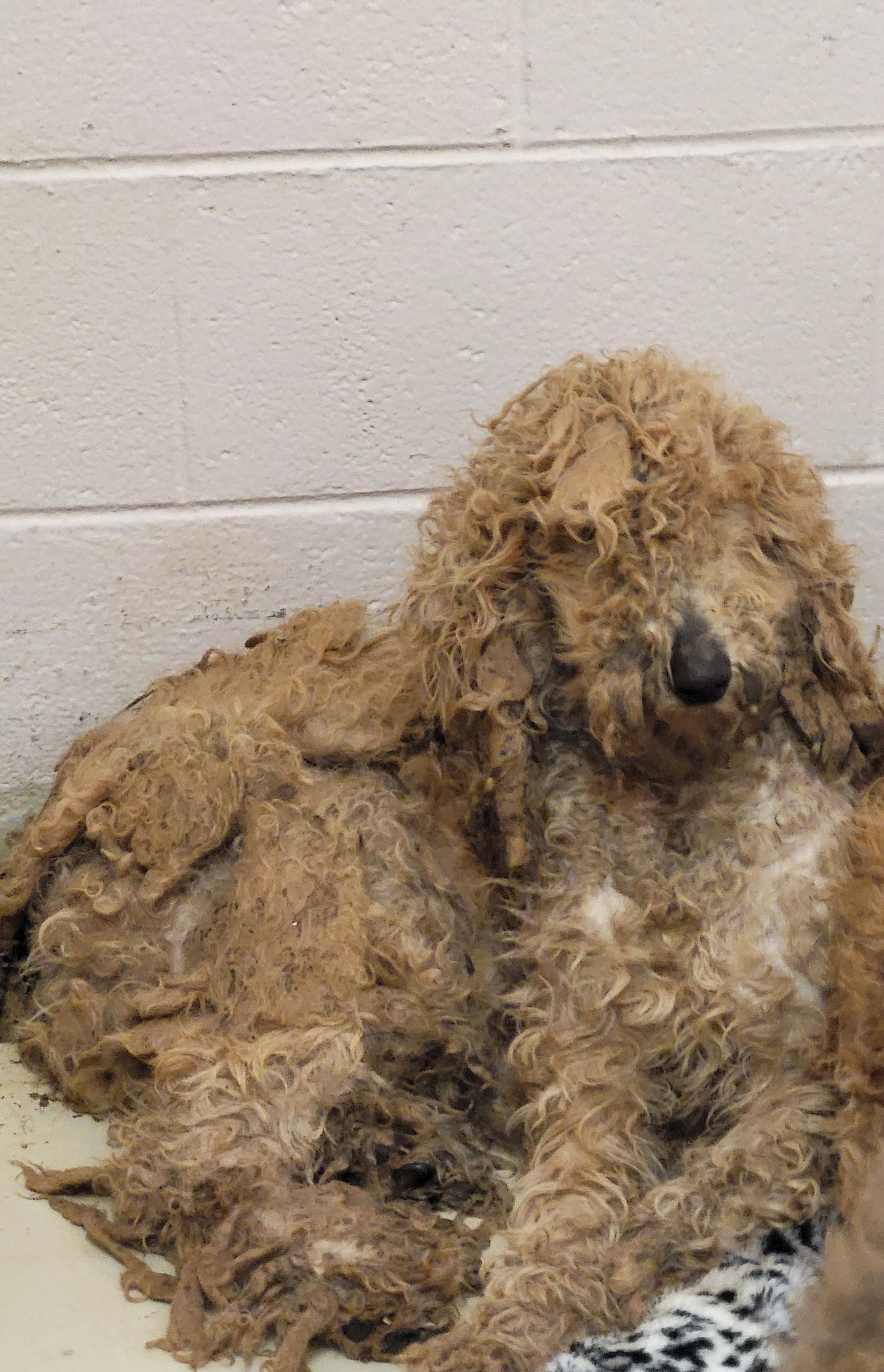 Enlarge Skyler, a ADOPTABLE Goldendoodle in Hagerstown, MD image 6/6