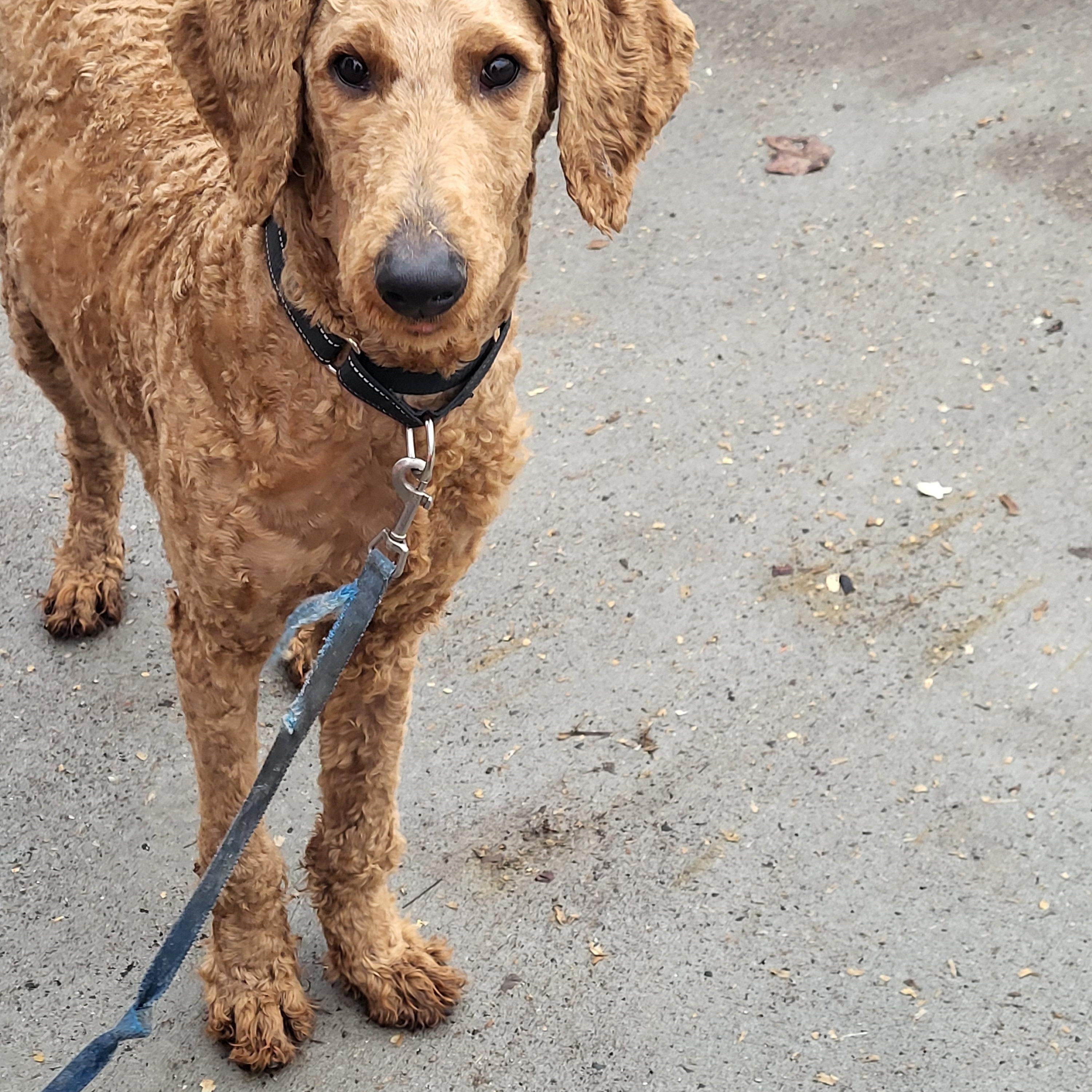 Enlarge Skyler, a ADOPTABLE Goldendoodle in Hagerstown, MD image 5/6