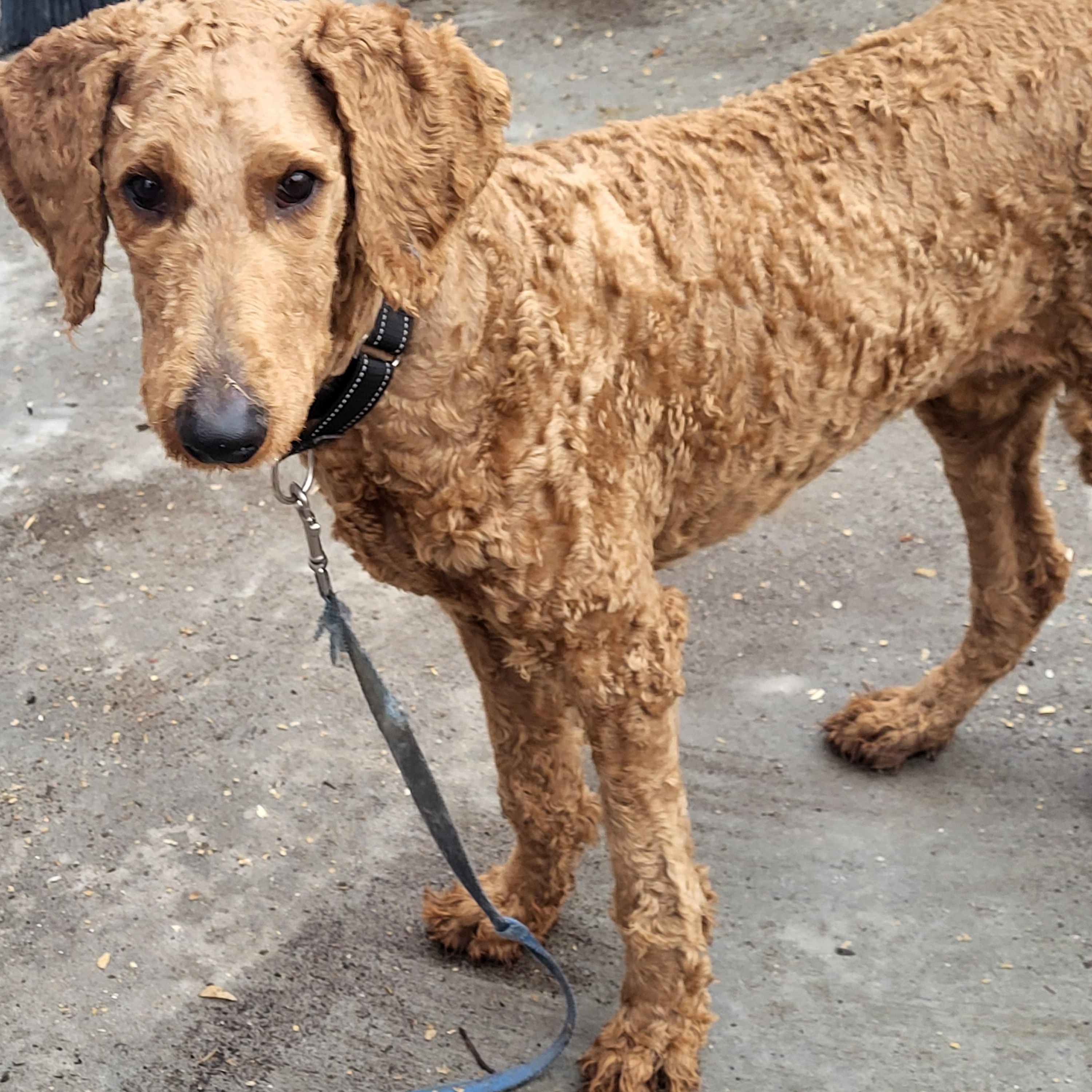 Skyler, ADOPTABLE, Young Male Goldendoodle.