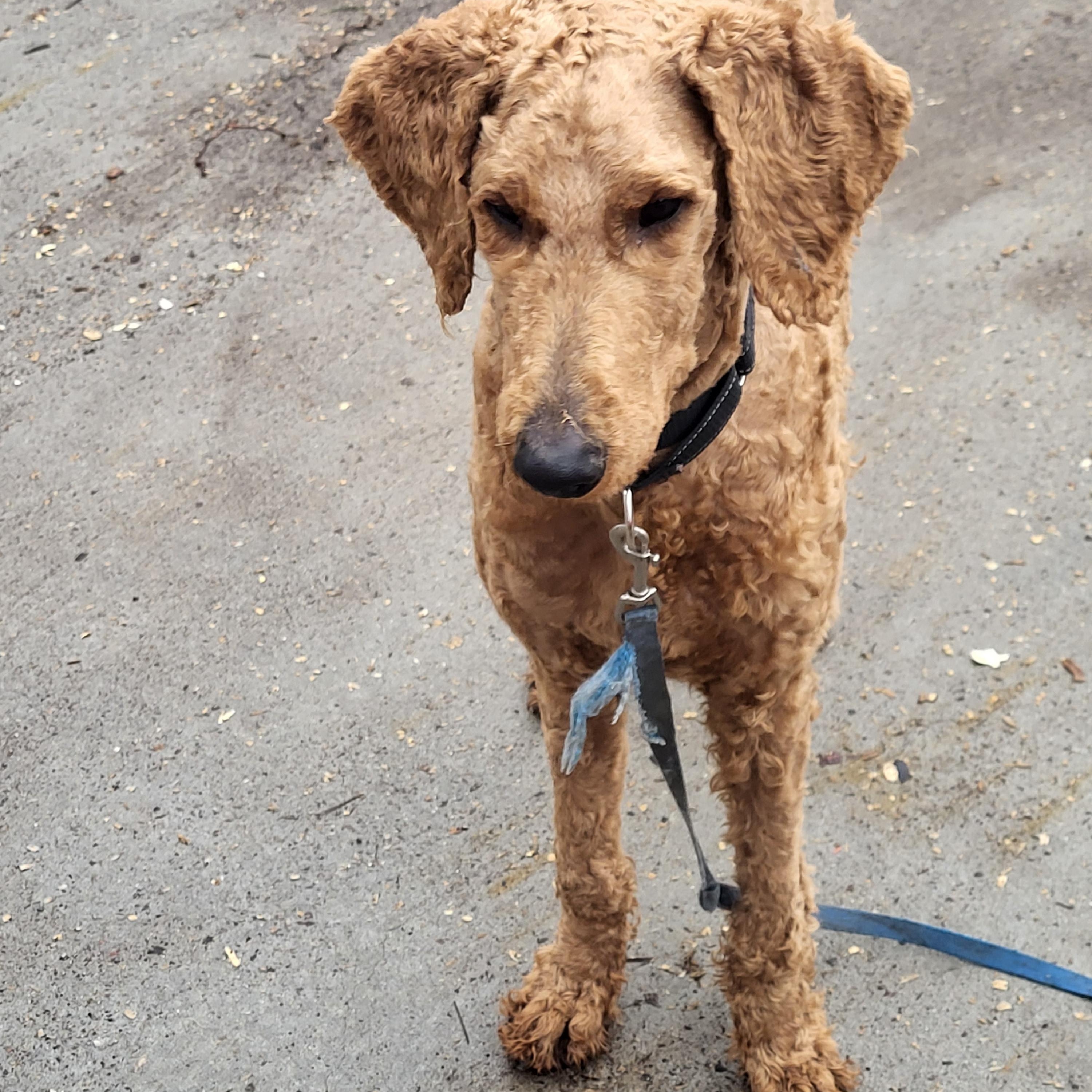 Enlarge Skyler, a ADOPTABLE Goldendoodle in Hagerstown, MD image 4/6