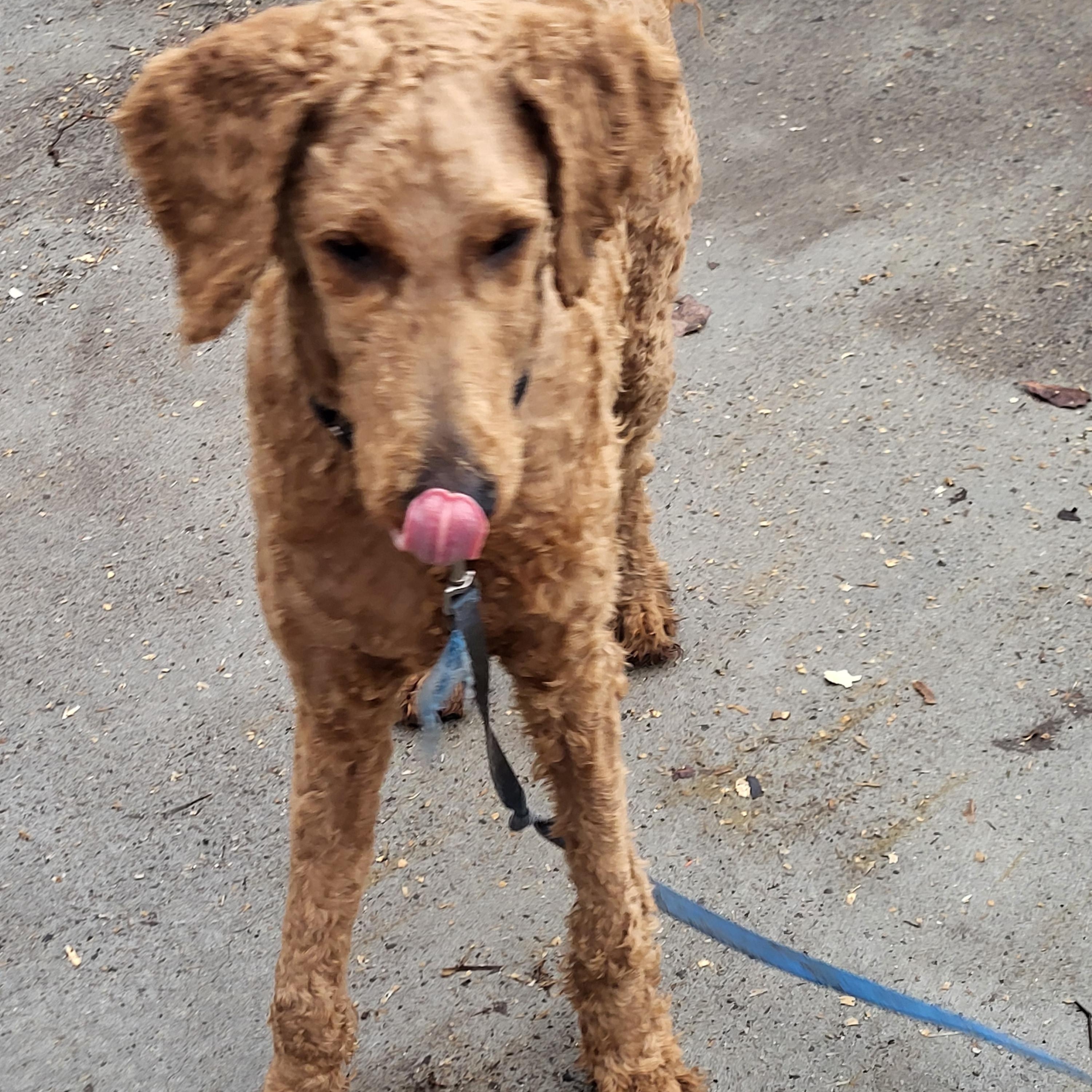Enlarge Skyler, a ADOPTABLE Goldendoodle in Hagerstown, MD image 3/6