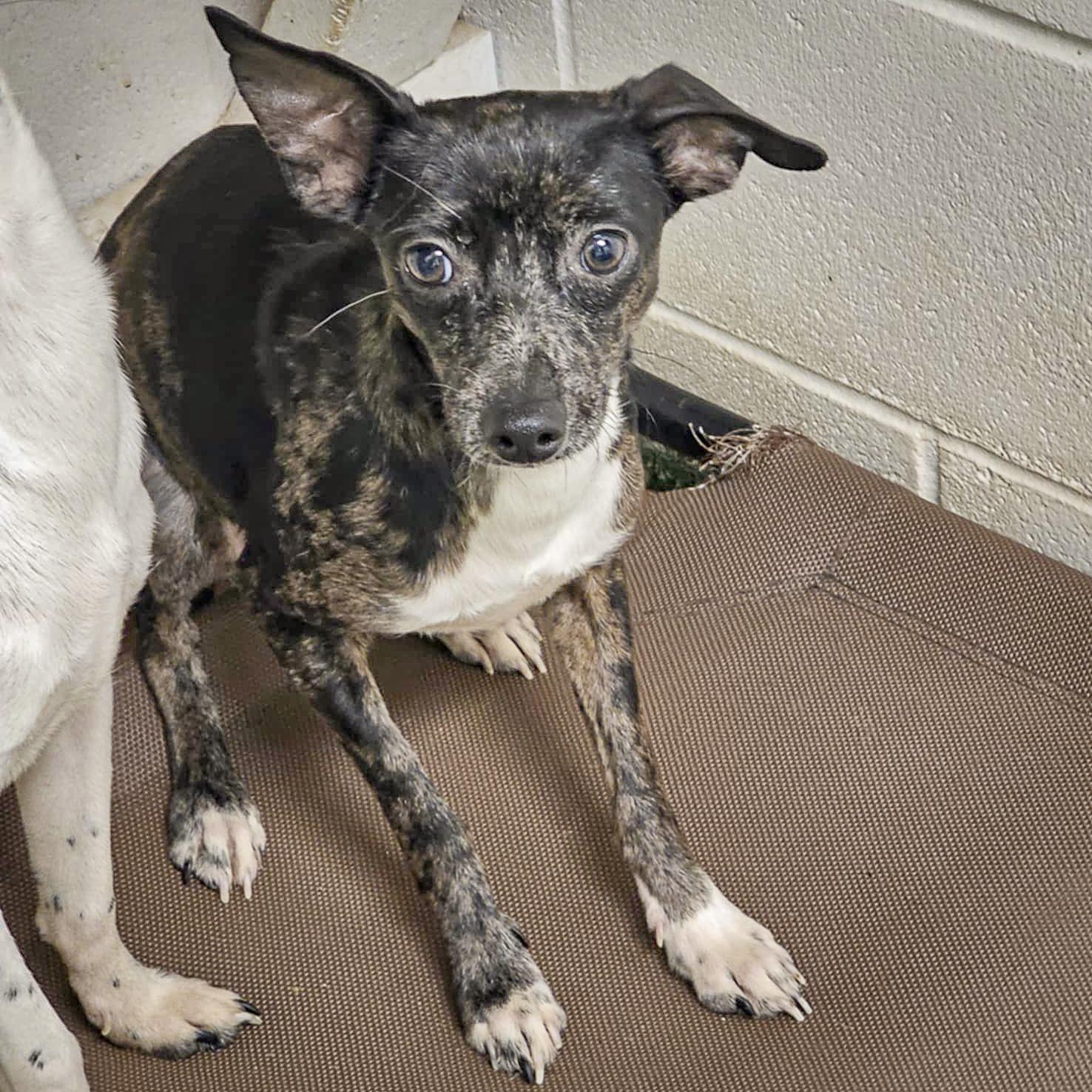 Enlarge Flo, a Adoptable mixed breed in Huntley, IL image 5/6