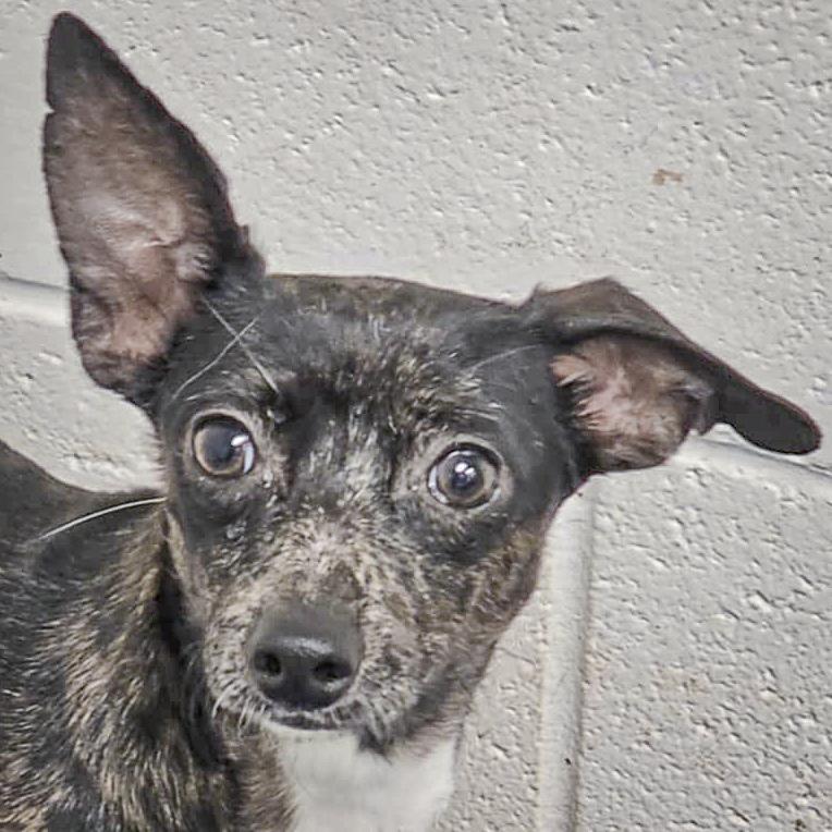 Enlarge Flo, a Adoptable mixed breed in Huntley, IL image 1/6