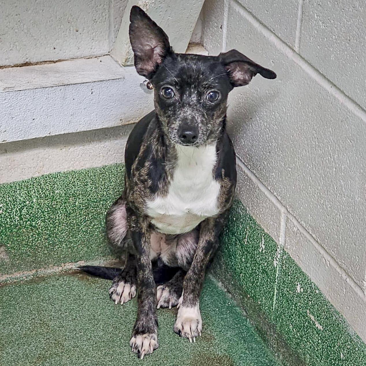 Enlarge Flo, a Adoptable mixed breed in Huntley, IL image 3/6