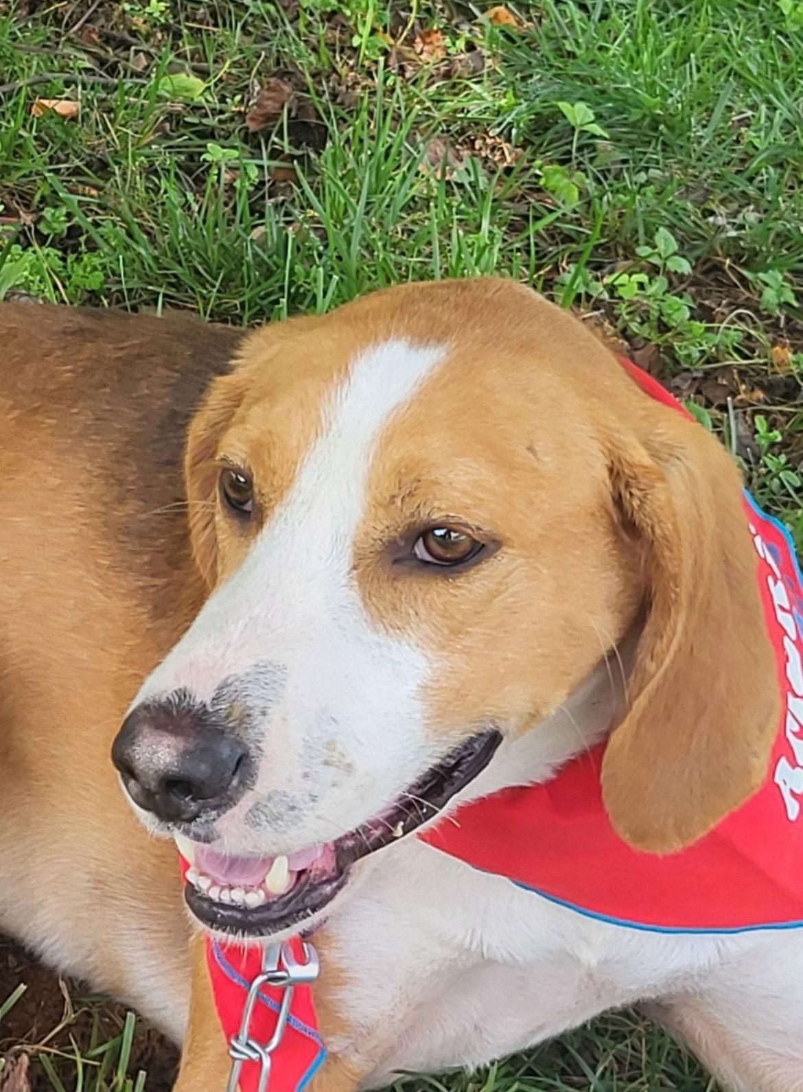 Wrangler (Courtesy Post), Adoptable, Adult Male Foxhound.