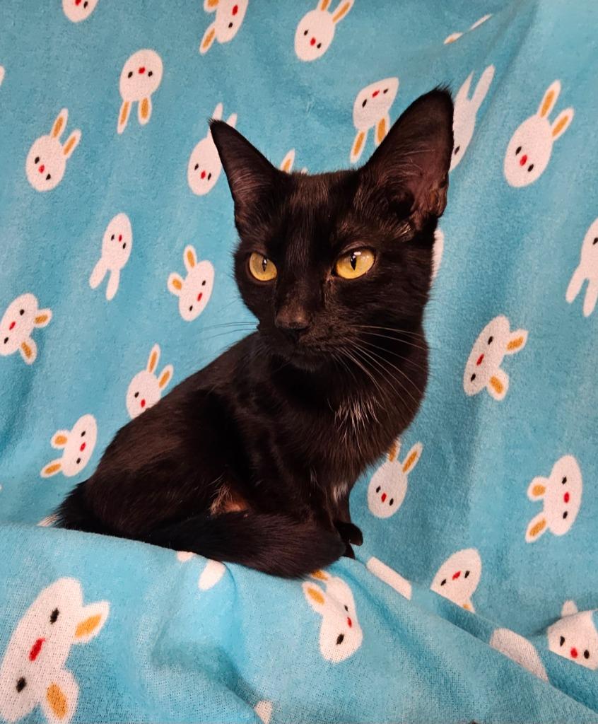 Enlarge Tulip, a Adoptable mixed breed in Wabash, IN image 1/1