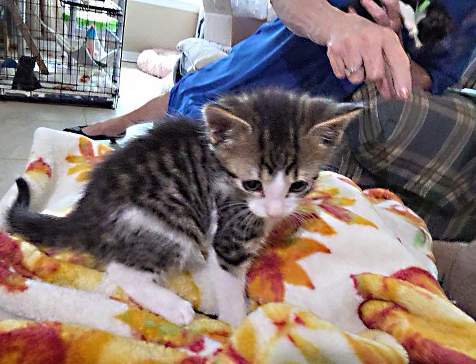Nugget, Adopted, Kitten Male Tabby & Domestic Medium Hair.