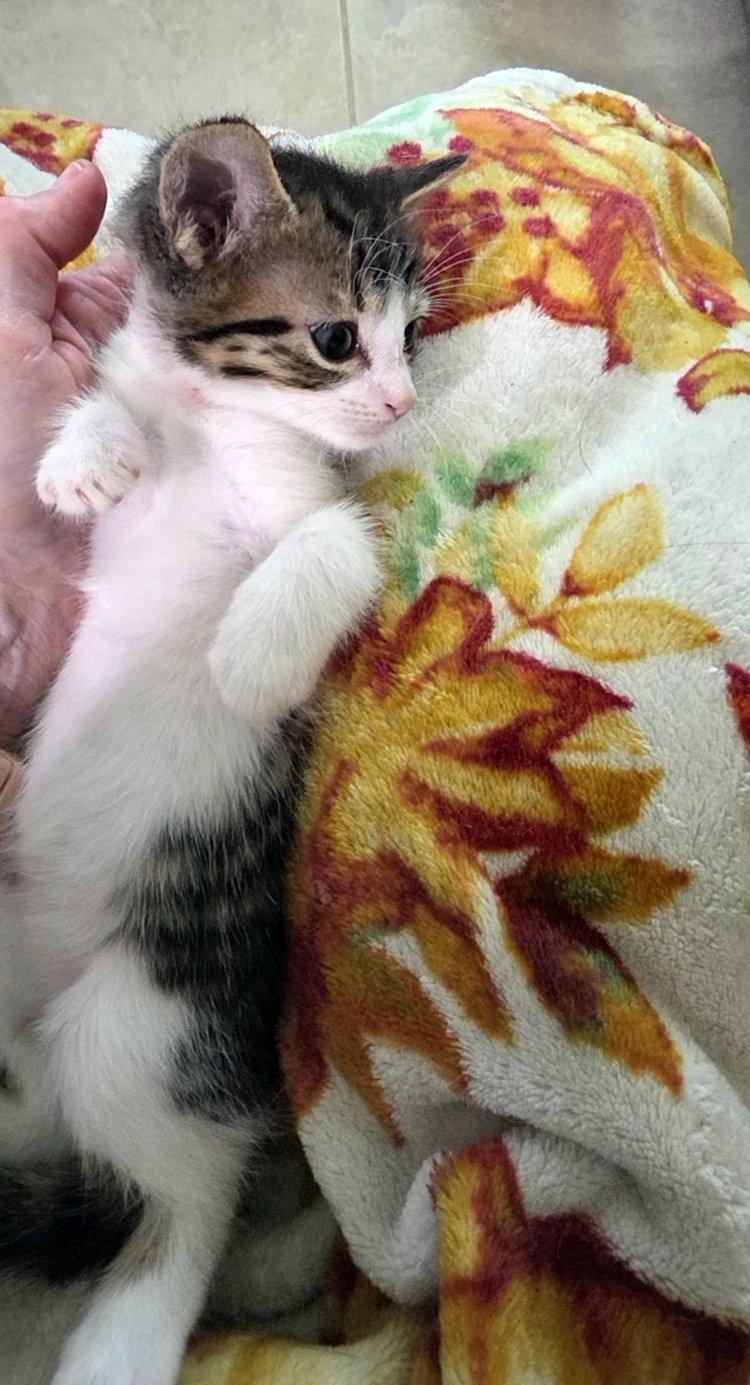 Nugget, a Adopted mixed breed in Magnolia Springs, AL image 3/3