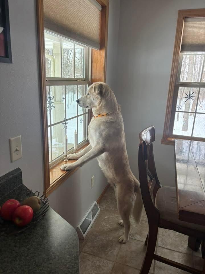 Enlarge Aspen Lee, a Adoptable mixed breed in Wausau, WI image 1/6