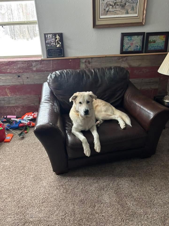Enlarge Aspen Lee, a Adoptable mixed breed in Wausau, WI image 2/6