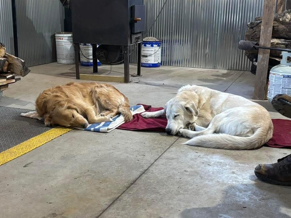 Enlarge Aspen Lee, a Adoptable mixed breed in Wausau, WI image 3/6