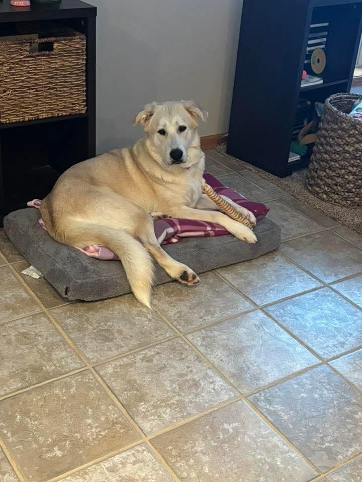 Enlarge Aspen Lee, a Adoptable mixed breed in Wausau, WI image 5/6