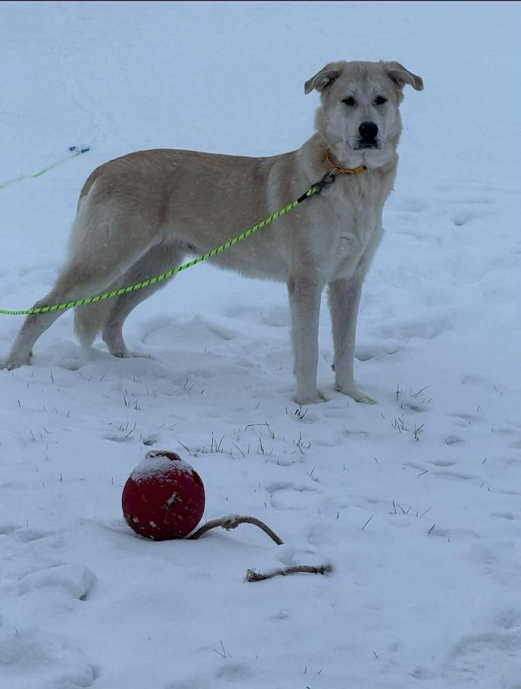 Enlarge Aspen Lee, a Adoptable mixed breed in Wausau, WI image 6/6