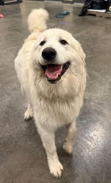 YETTA, Adoptable, Young Female Great Pyrenees.