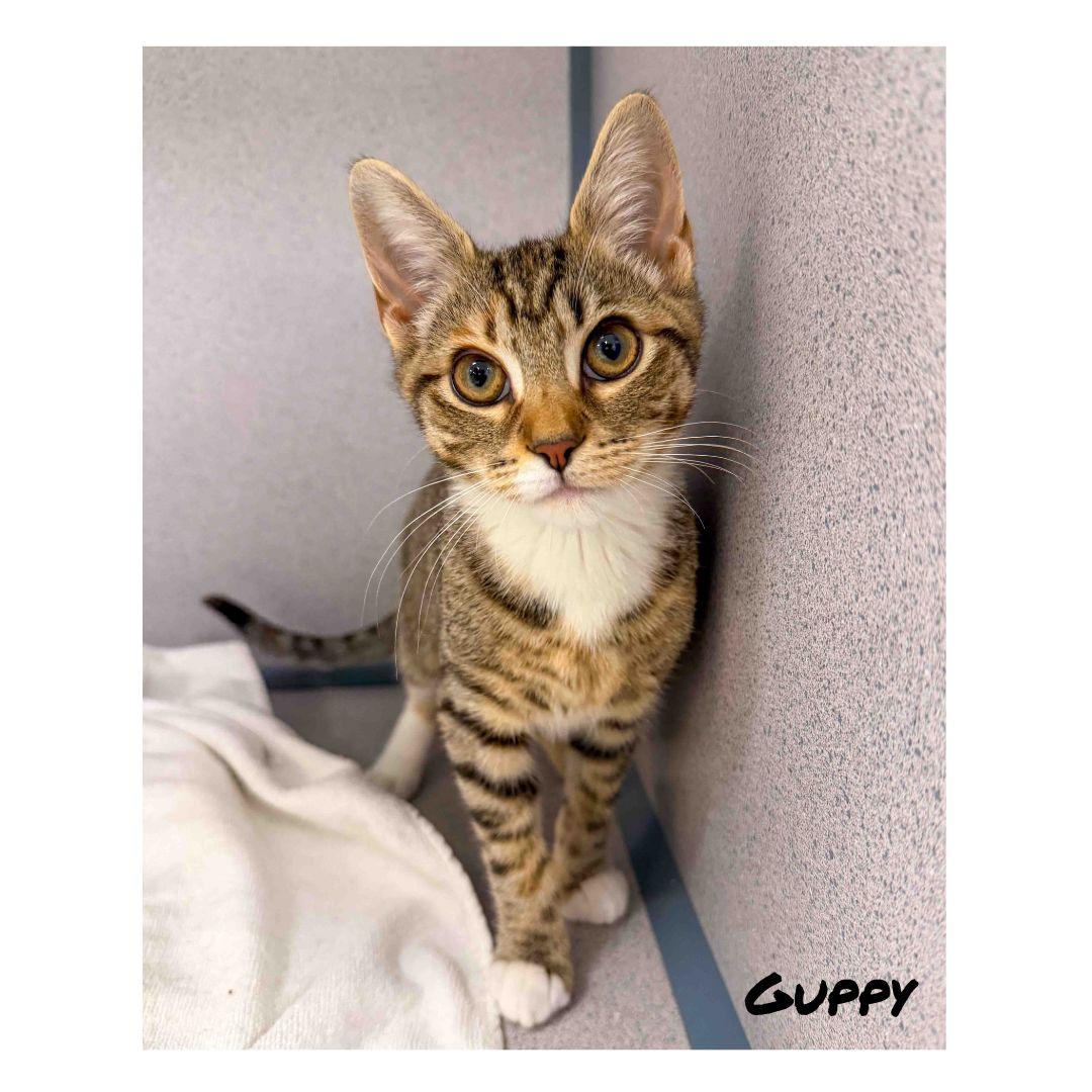 Enlarge Guppy and Minnow, a ADOPTABLE Domestic Short Hair in Stamford, CT image 2/3