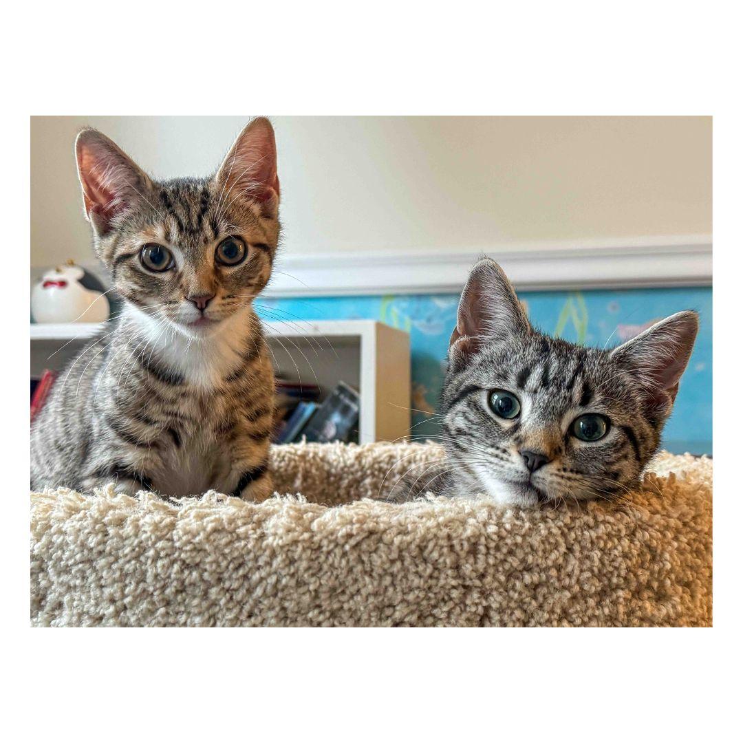 Enlarge Guppy and Minnow, a ADOPTABLE Domestic Short Hair in Stamford, CT image 1/3