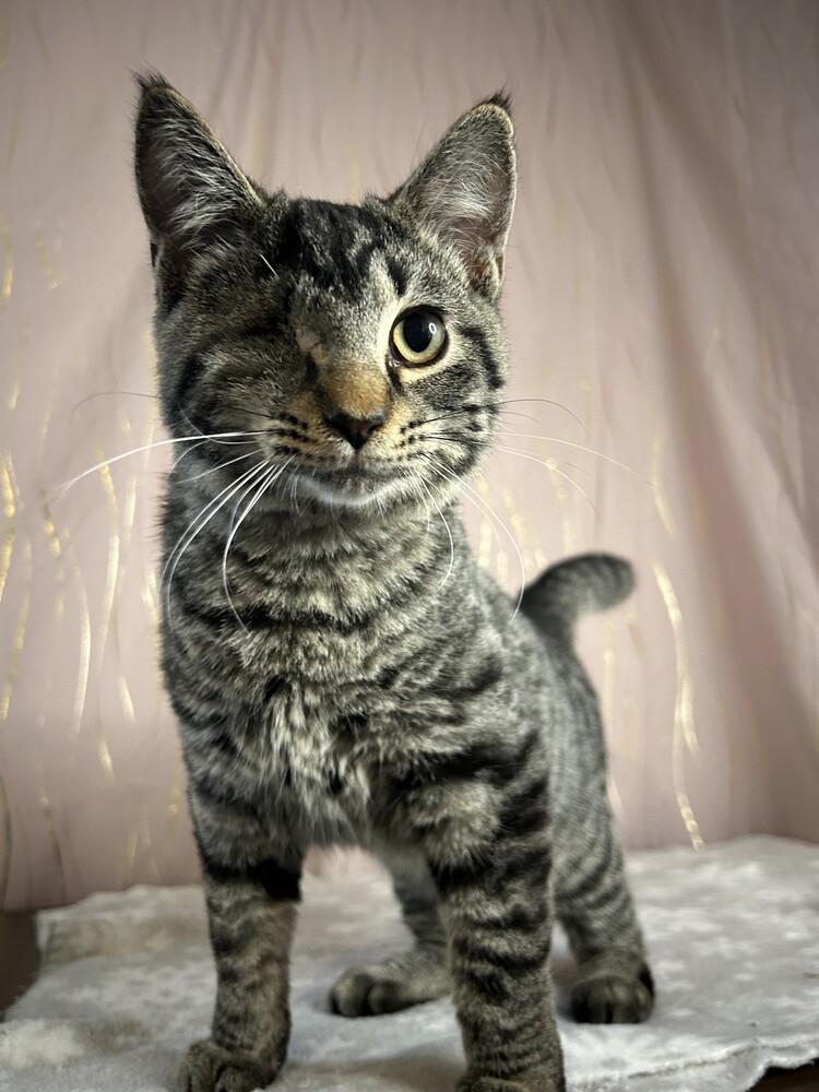 Jinu, a Adoptable mixed breed in Long Beach, MS image 1/6