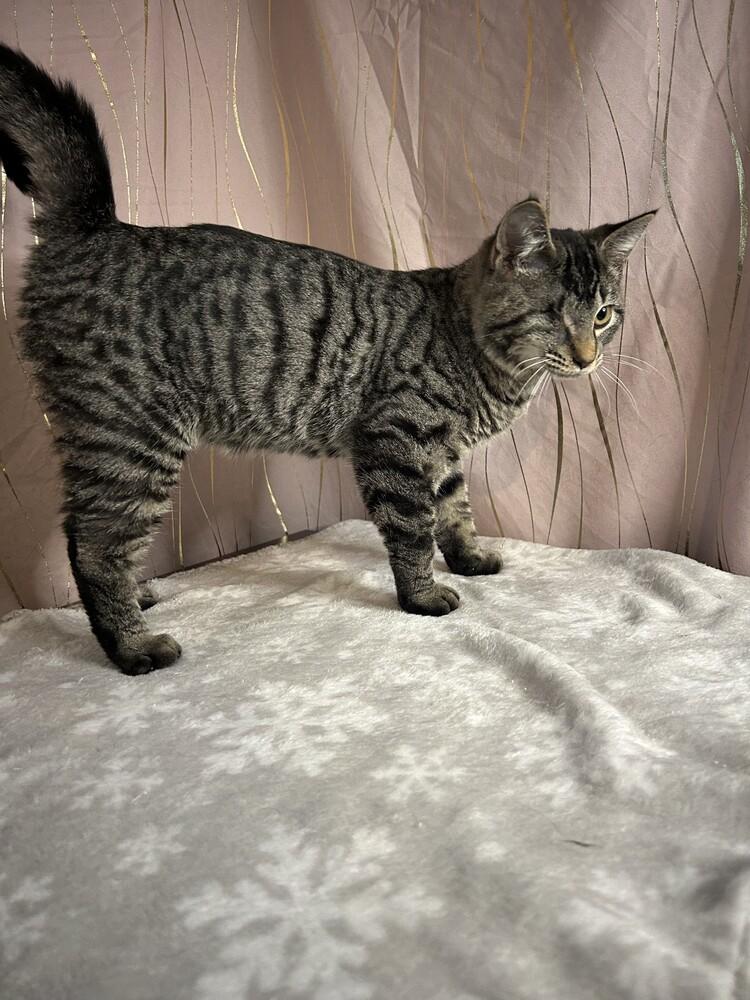 Jinu, a Adoptable mixed breed in Long Beach, MS image 2/6