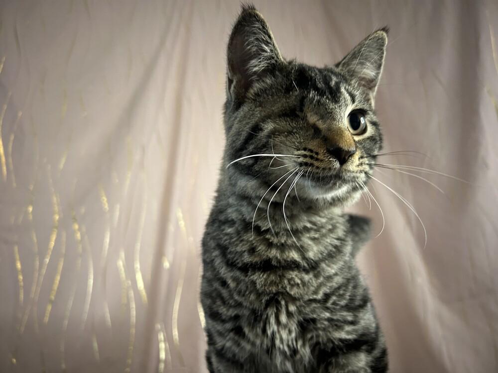 Jinu, a Adoptable mixed breed in Long Beach, MS image 3/6