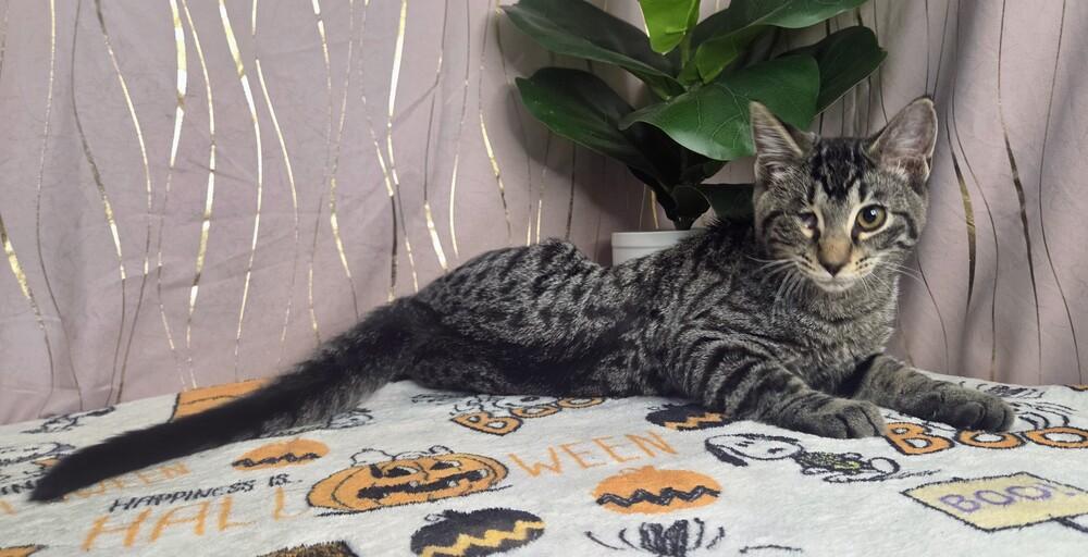 Jinu, a Adoptable mixed breed in Long Beach, MS image 4/6