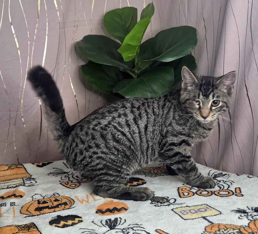 Jinu, a Adoptable mixed breed in Long Beach, MS image 5/6