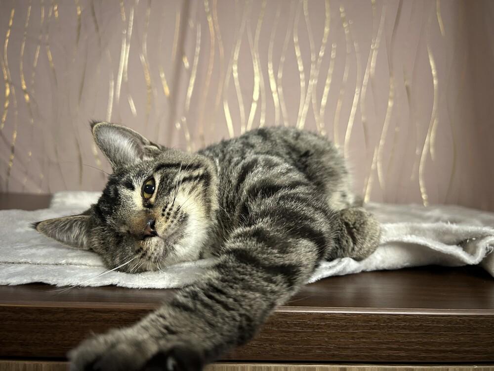 Jinu, a Adoptable mixed breed in Long Beach, MS image 6/6