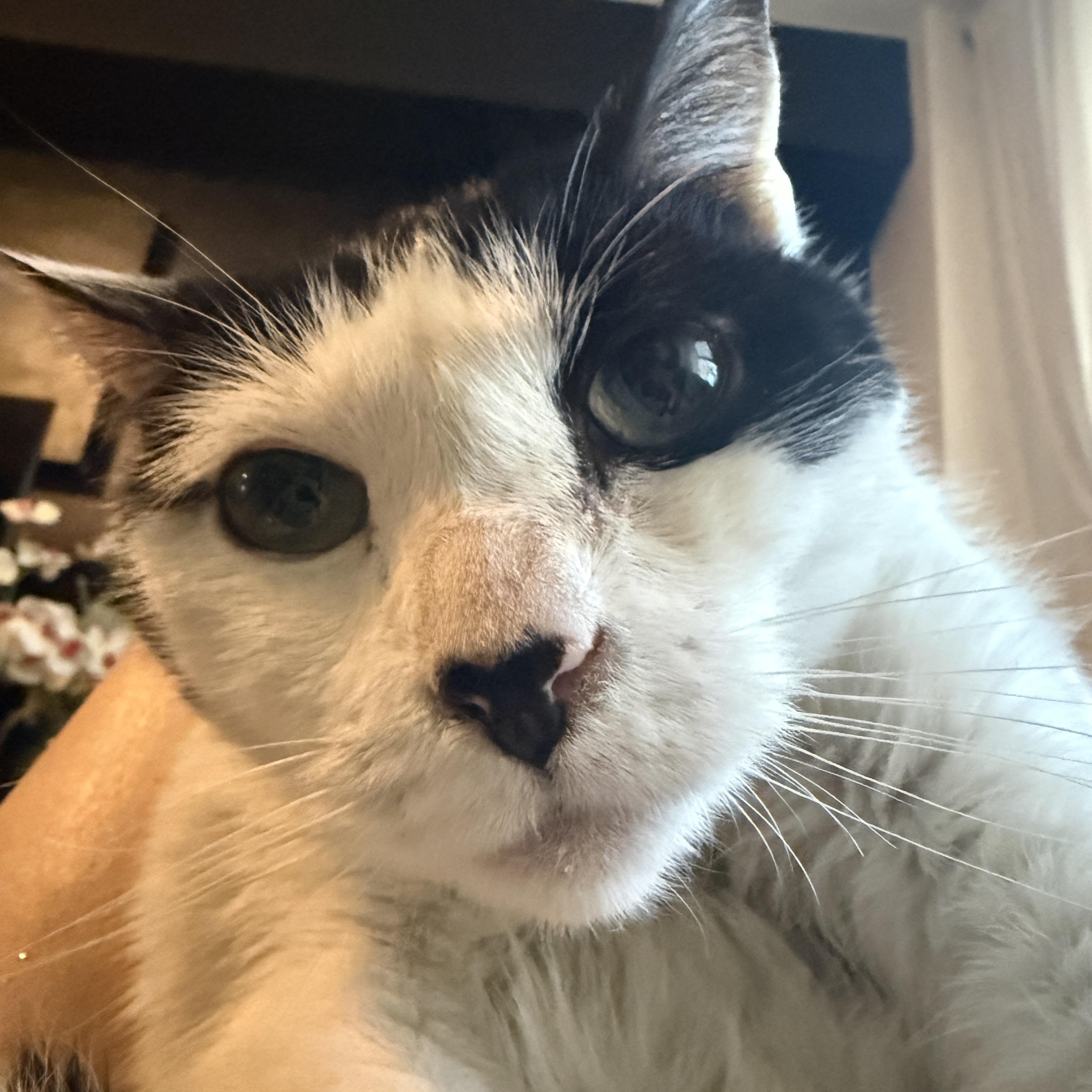 Lotti the Sweet Snuggler with loud purrs, Adoptable, Adult Female American Shorthair.