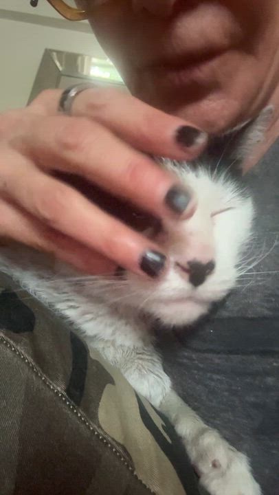 Enlarge Lotti the Sweet Snuggler with loud purrs, a Adoptable American Shorthair in New Hyde Park, NY video 6/6