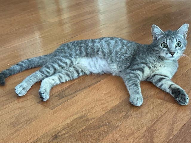 Grayson, ADOPTABLE, Young Male Domestic Short Hair.