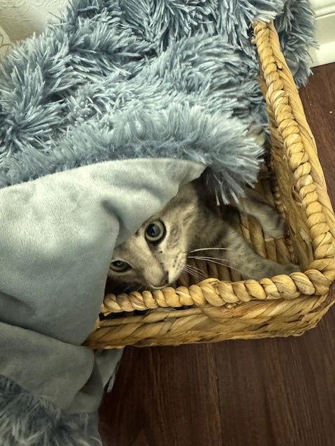 Enlarge Grayson, a ADOPTABLE Domestic Short Hair in Bellevue, WA image 2/3