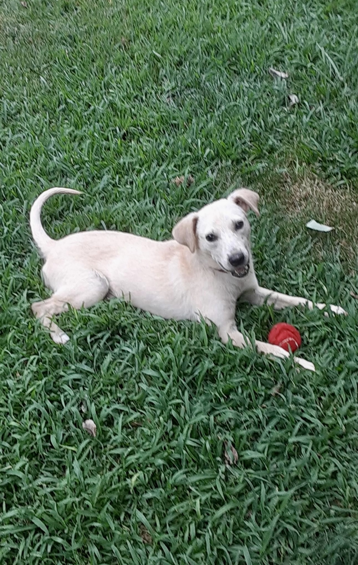 JohnBoi, Adoptable, Adult Male Terrier & Labrador Retriever.