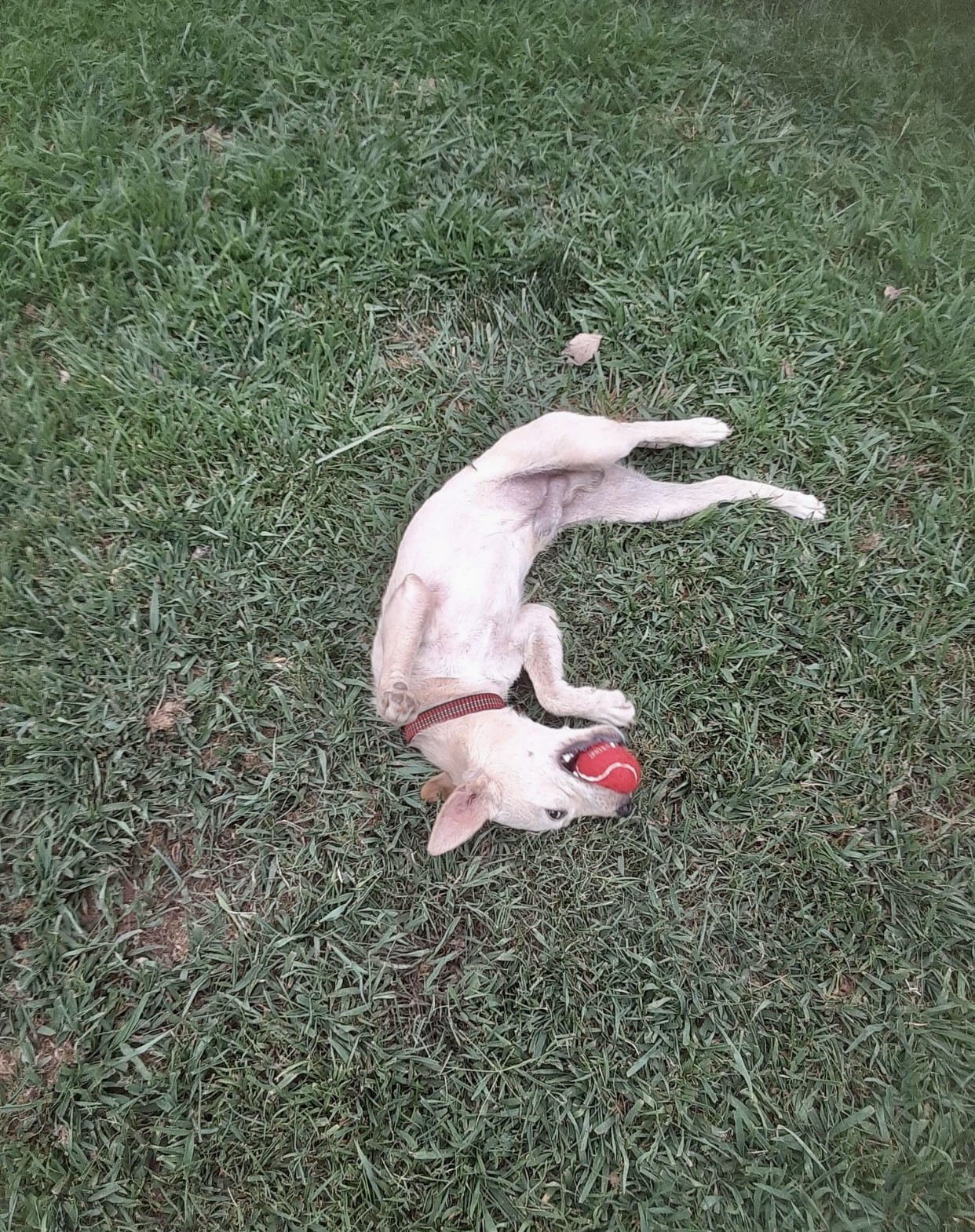 JohnBoi, a Adoptable mixed breed in Hartwell, GA image 2/5