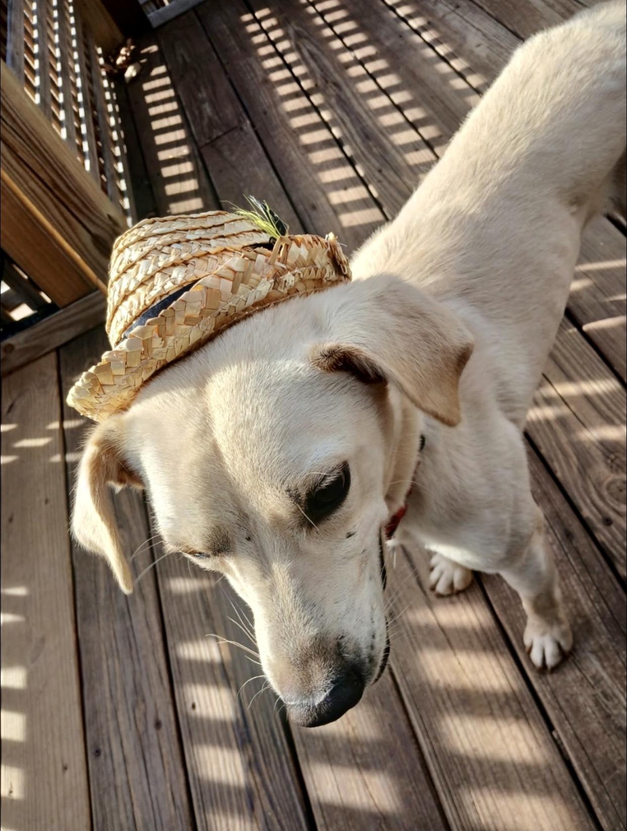 JohnBoi, a Adoptable mixed breed in Hartwell, GA image 3/5