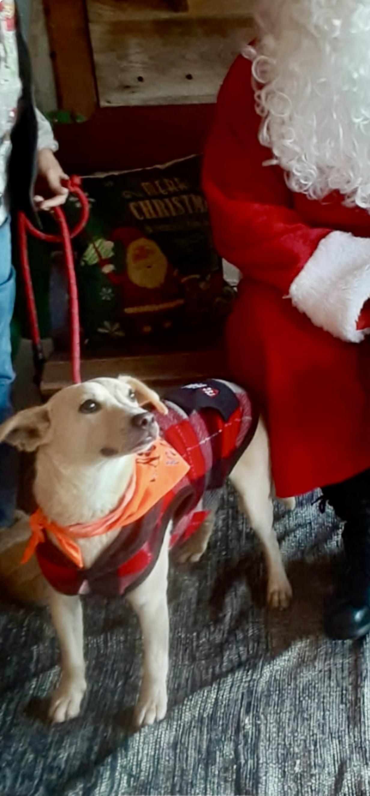 JohnBoi, Adoptable, Adult Male Terrier & Labrador Retriever.