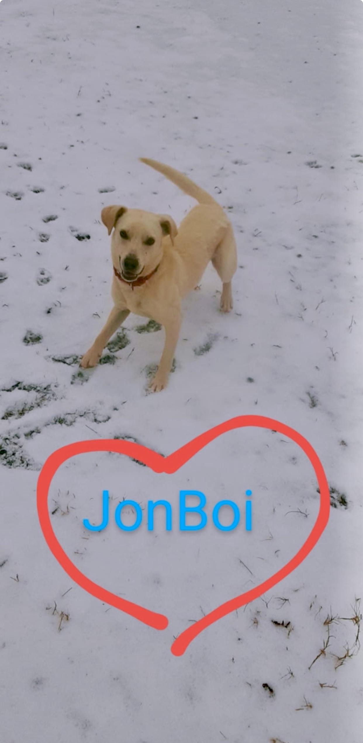 JohnBoi, a Adoptable mixed breed in Hartwell, GA image 5/5