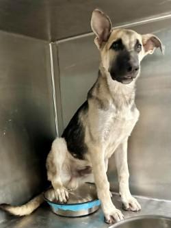 AC A2026487, Adoptable, Young Male German Shepherd Dog.